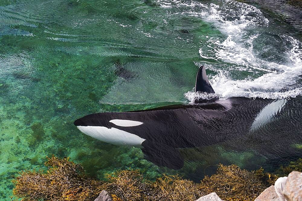 Giant killer whale, Reine, Moskenesoya, Lofoten, Nordland, Norway