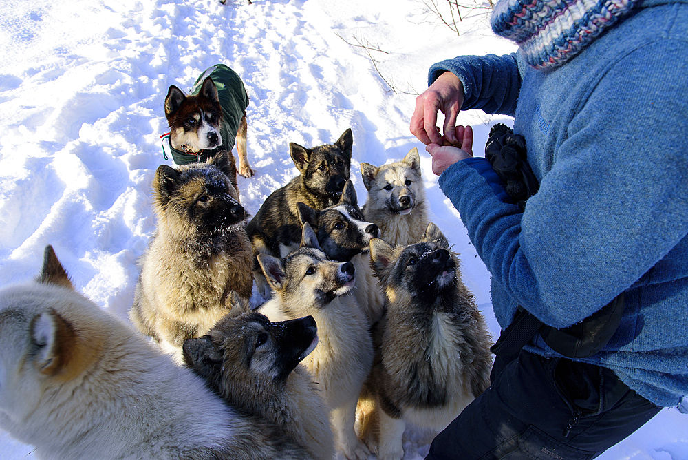 Young sled dog getting treats, Björn Klauer's husky farm, Bardufoss, Norway