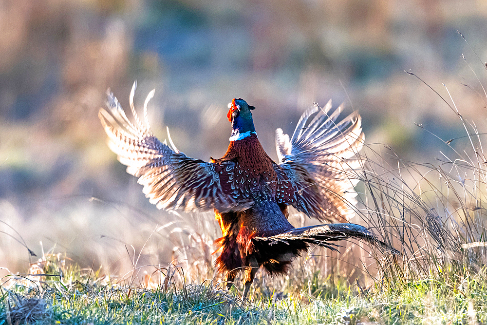 Pheasant, male, Hohes Ufer, Heiligenhafen, Ostholstein, Schleswig-Holstein, Germany