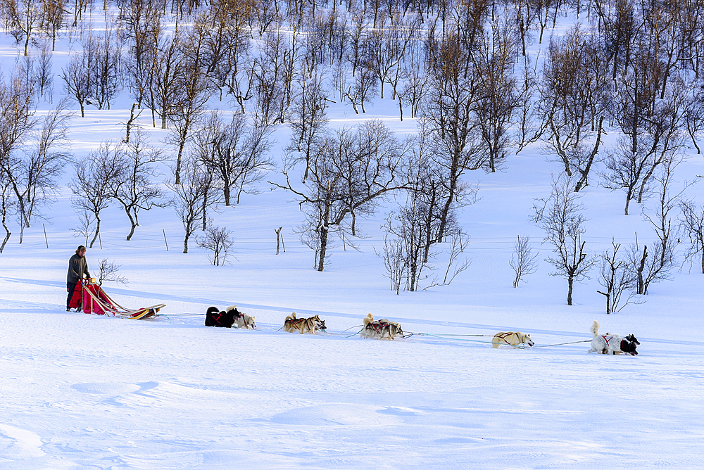 Dog sledding tour near Indset, Björn Klauer's husky farm, Bardufoss, Norway