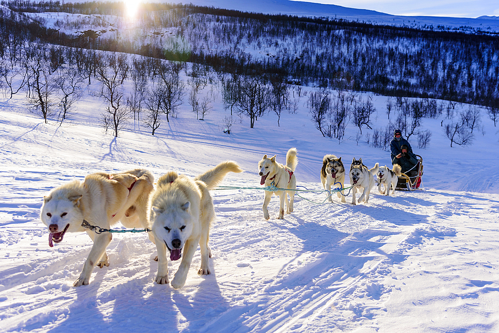 Dog sledding tour near Indset, Björn Klauer's husky farm, Bardufoss, Norway