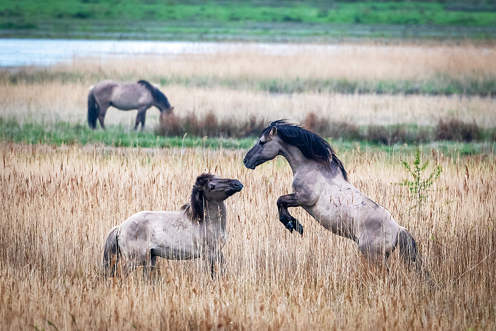 Koniks (wild horses) in the Geltinger Birk, Baltic Sea, nature reserve, Geltinger Birk, Schleswig-Holstein, Germany