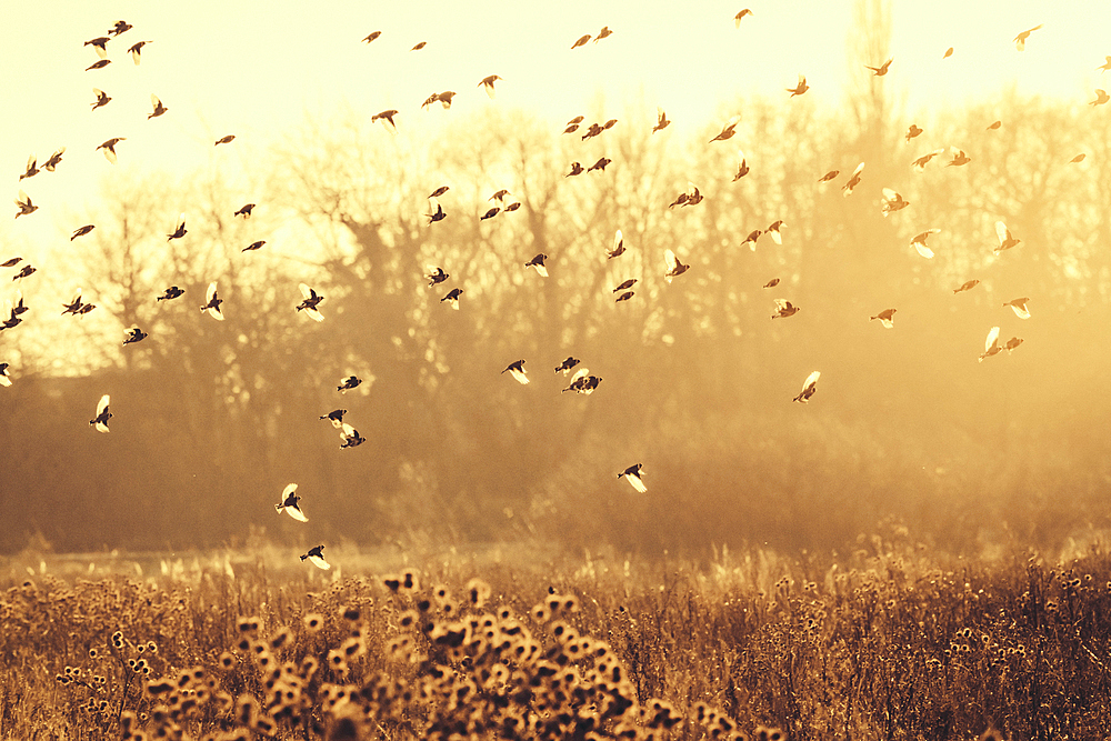 A flock of goldfinches in the winter evening light, Grube, Ostholstein, Schleswig-Holstein, Germany