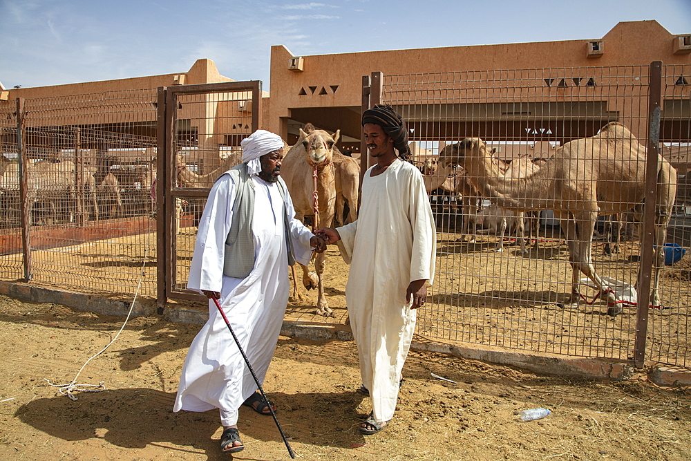 Two men and dromedaries in the Al Ain Camel Market, Al Ain, Abu Dhabi, United Arab Emirates, Middle East