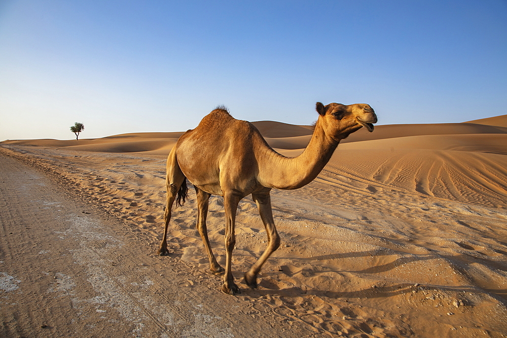 Camels runs along road through the desert, near Arabian Nights Village, Razeen Area of Al Khatim, Abu Dhabi, United Arab Emirates, Middle East