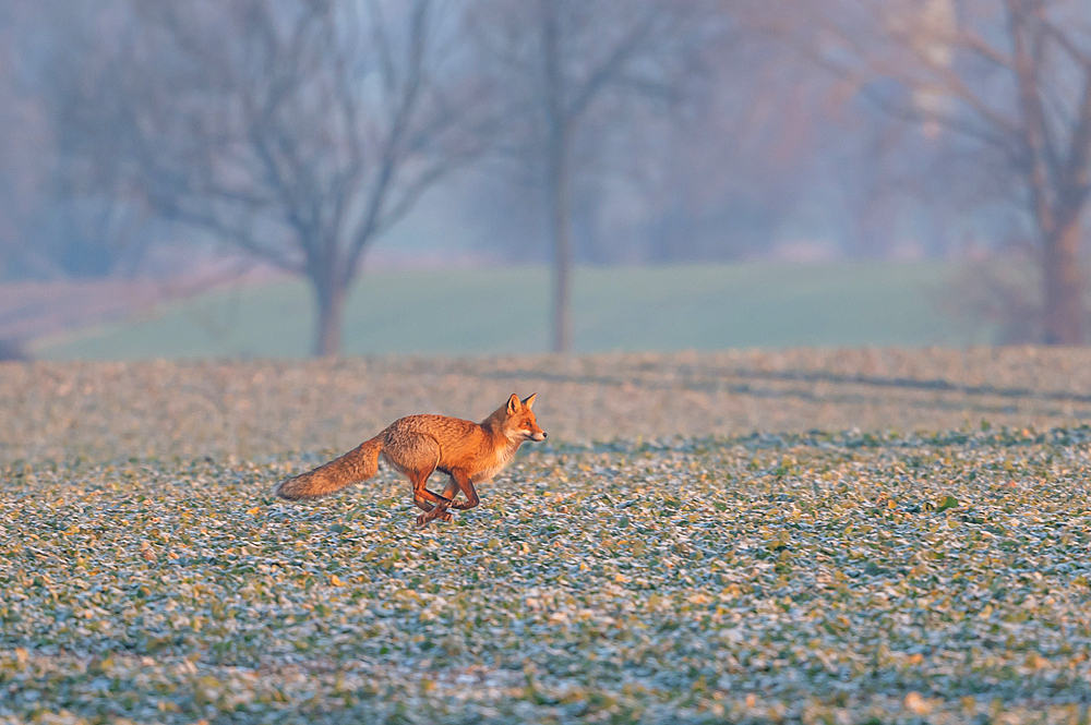 Fox in the first morning light on a rape field, fox, hoarfrost, rape field