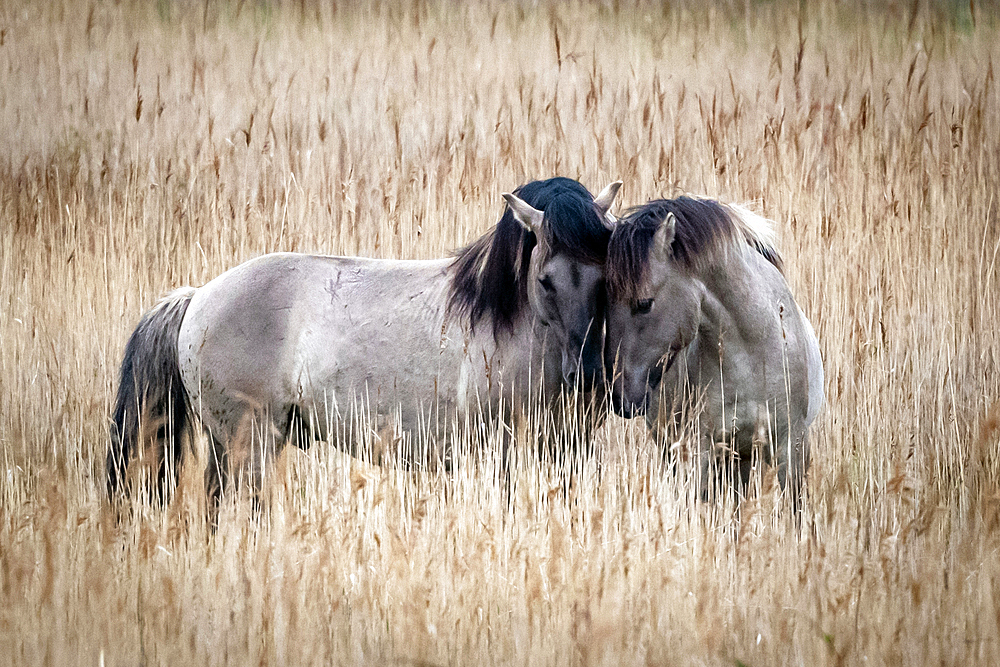 Koniks (wild horses) in the Geltinger Birk, Baltic Sea, nature reserve, Geltinger Birk, Schleswig-Holstein, Germany