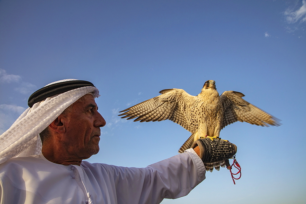 Dignified Arab holds falcon in hand, near Al Ain, Abu Dhabi, United Arab Emirates, Middle East