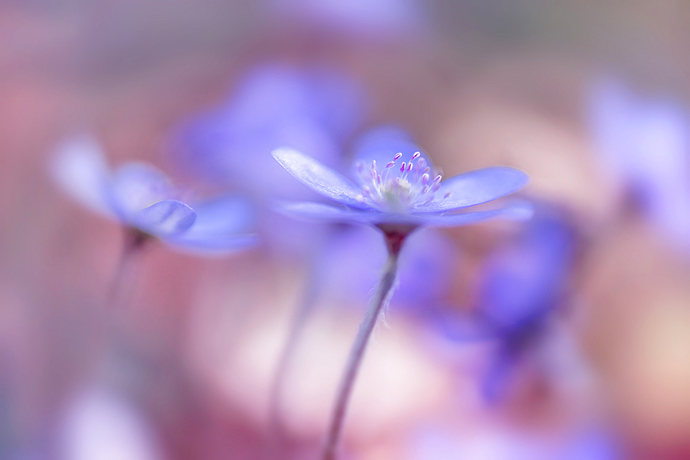 Hepatica in the spring forest, Bavaria, Germany, Europe