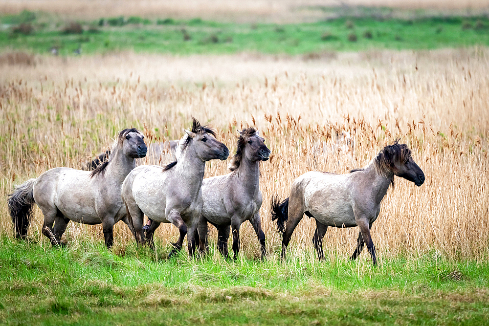 Koniks (wild horses) in the Geltinger Birk, Baltic Sea, nature reserve, Geltinger Birk, Schleswig-Holstein, Germany