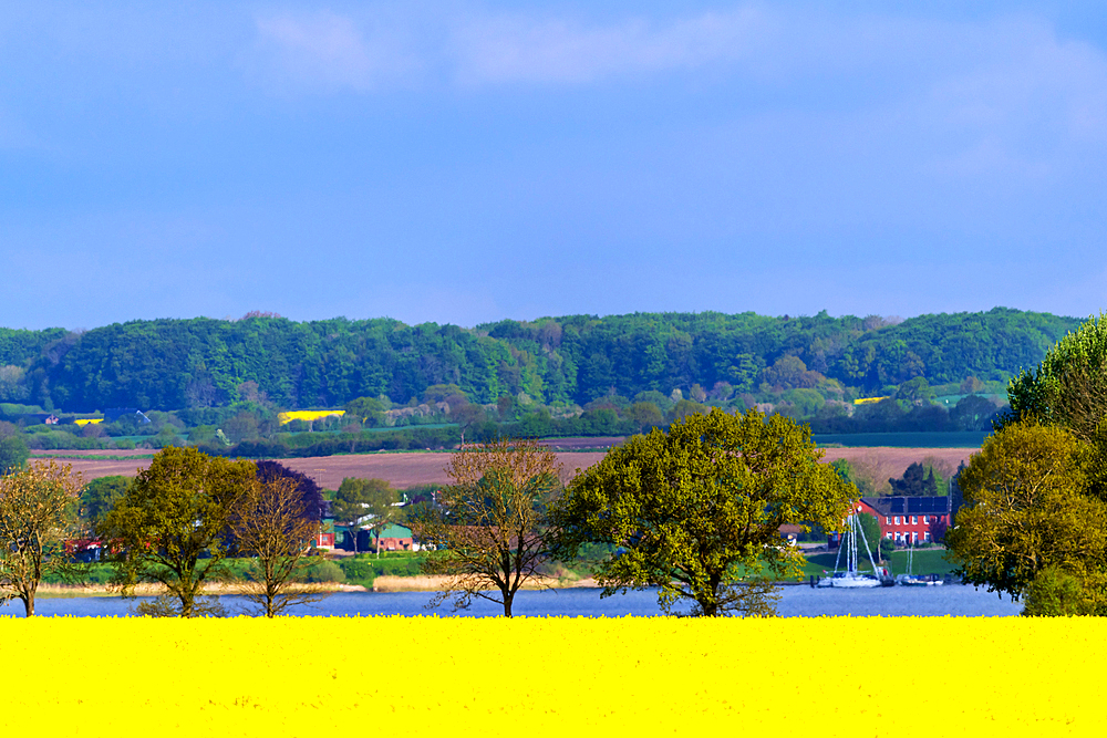 View of the Schlei to the Rapsbüte, Thumby, Schwansen, Schleiregion, Schleswig-Holstein, Germany