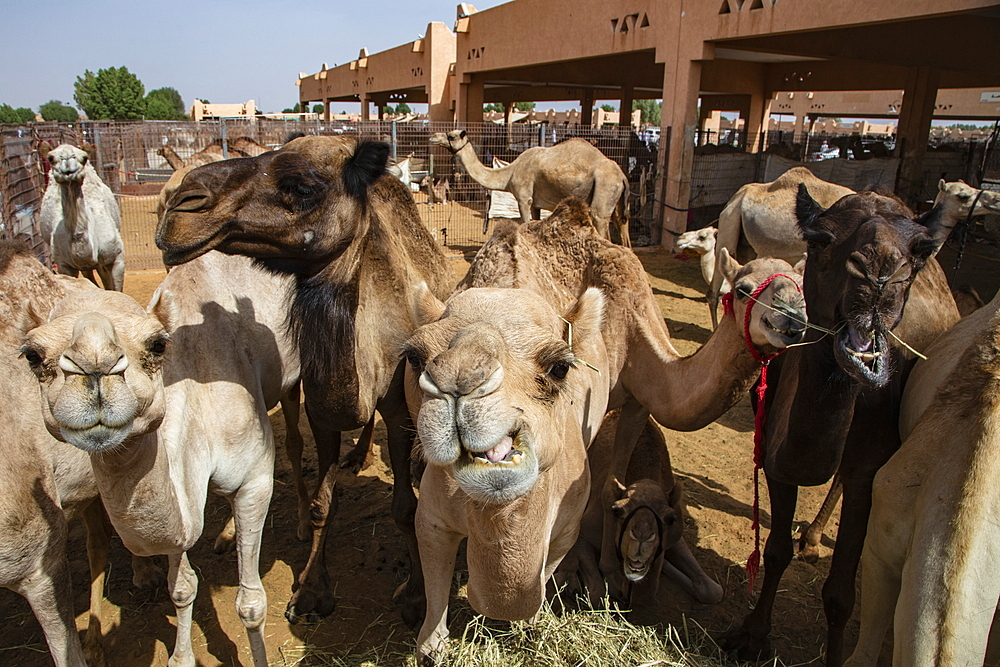 Dromedaries in the Al Ain Camel Market, Al Ain, Abu Dhabi, United Arab Emirates, Middle East