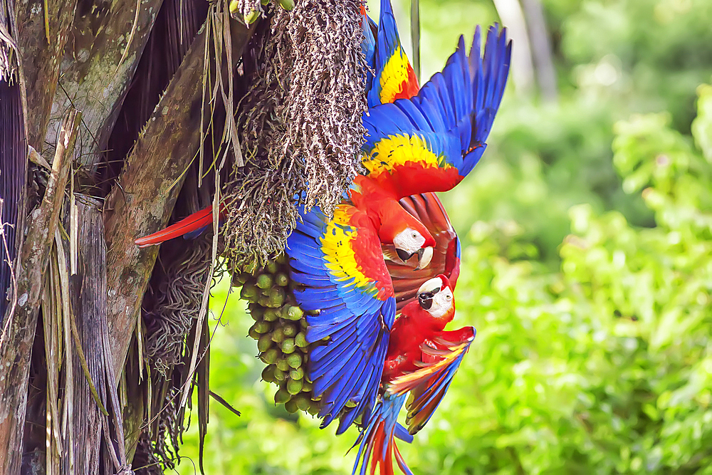 Scarlet Macaws (Ara macao), Corcovado National Park, Osa Peninsula, Costa Rica