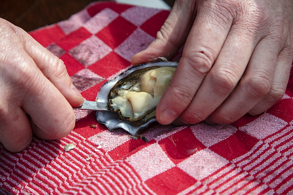 A delicious seafood platter, prepared by chef Boy Schuiling from restaurant 't Paakhuus Texel, is served on board the 1902 sailing ship Iselmar during the Wadden Sea crossing from Harlingen to Terschelling, West Frisian Islands, Friesland, Netherlands