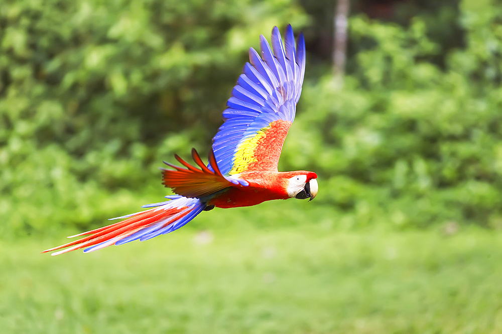 Scarlet Macaw (Ara macao) in flight, Corcovado National Park, Osa Peninsula, Costa Rica