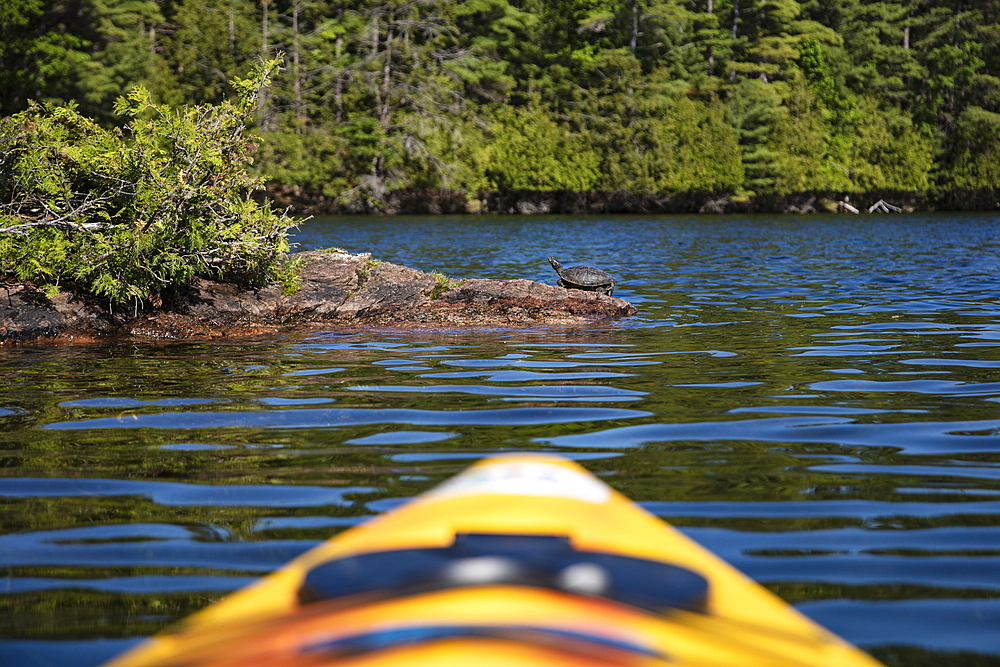 Tip of a yellow kayak with turtle resting on ledge at Indian Lake, near Chaffey's Lock, Ontario, Canada, North America