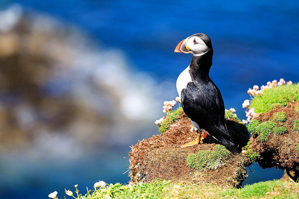 Puffin, Fratercula arctica, Puffin, Lunga, Treshnish Isles, Mull, Hebrides, Scotland UK