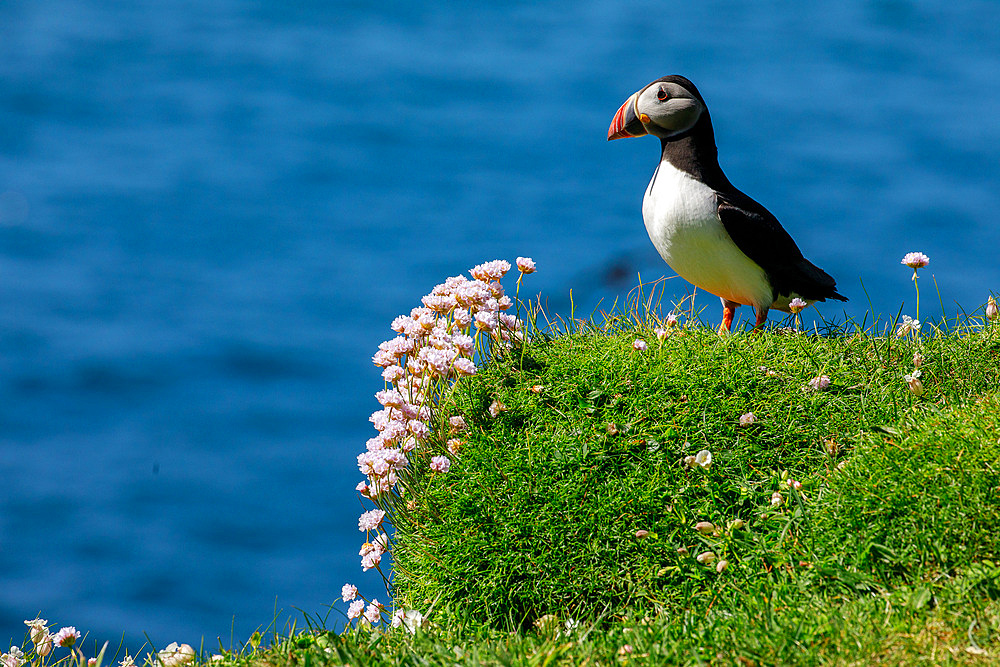 Puffin, Fratercula arctica, Puffin, Lunga, Treshnish Isles, Mull, Hebrides, Scotland UK