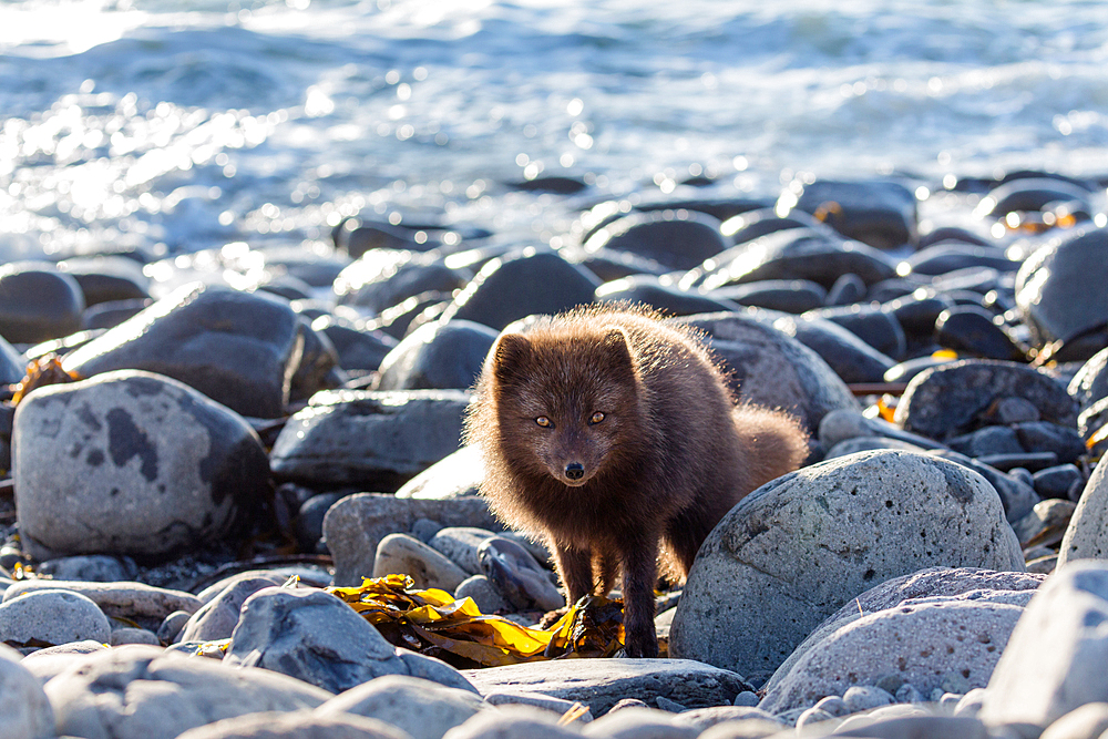 Arctic fox on the beach, Alopex lagopus, Hornstrandir Nature Reserve, Iceland, Europe