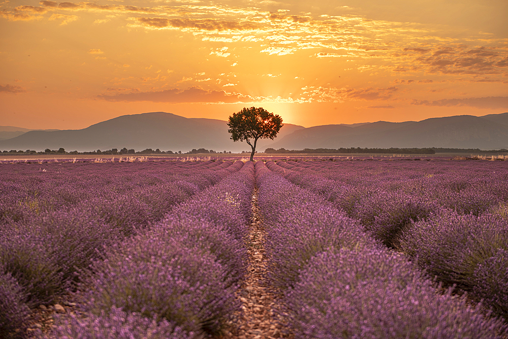 Fields of lavender in bloom at sunrise in the Valensole plateau with mature tree standing solo.