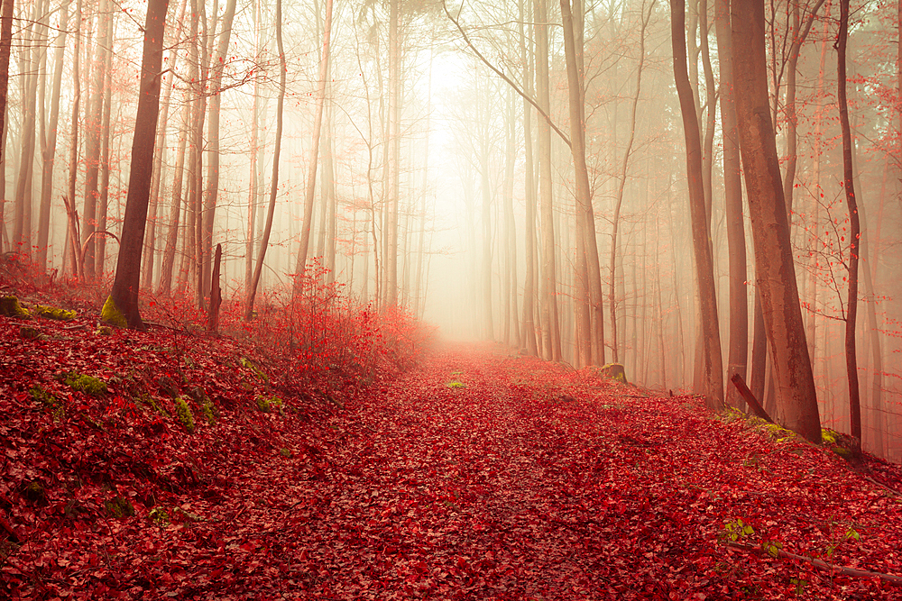 Cloud forest near Frauensee, Thuringia, Germany