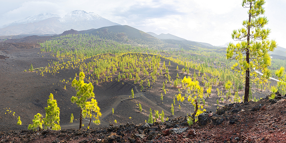 Canarian Pines (Pinus canariensis), Mirador de Chio, Teide National Park, Tenerife, Canary Islands, Spain, Europe