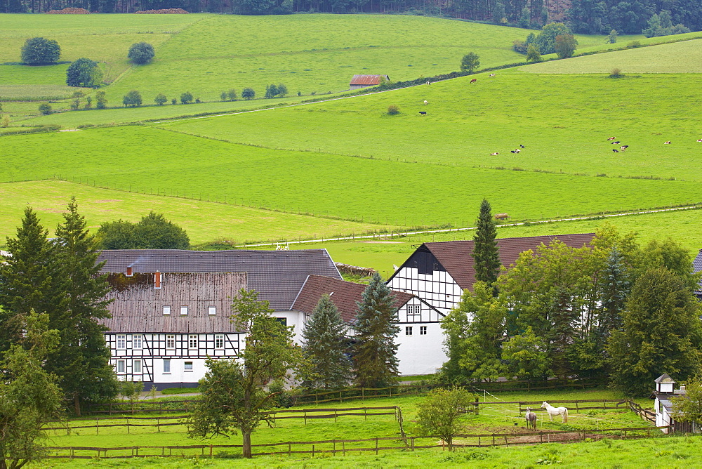 Outdoor Photo, Early autumn, Day, Farmhouse at Wenholthausen, Sauerland, North Rhine - Westfalia, Germany, Europe