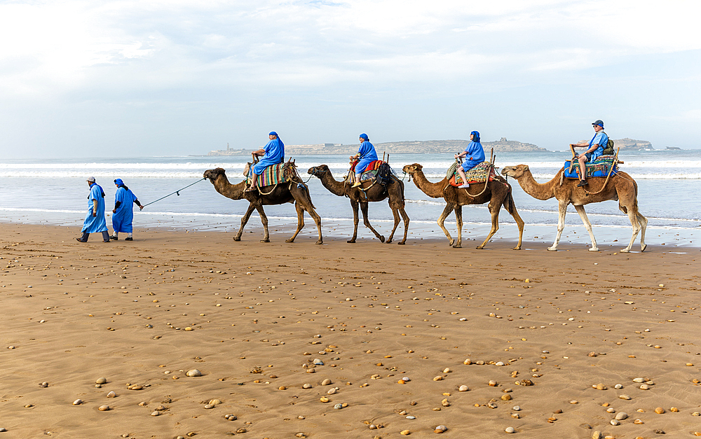 Tourists riding camels on beach dressed in blue Bedouin robes, Essaouira, Morocco, north Africa