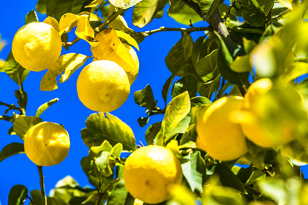 Lemon tree, Vasa, Limassol District, Republic of Cyprus