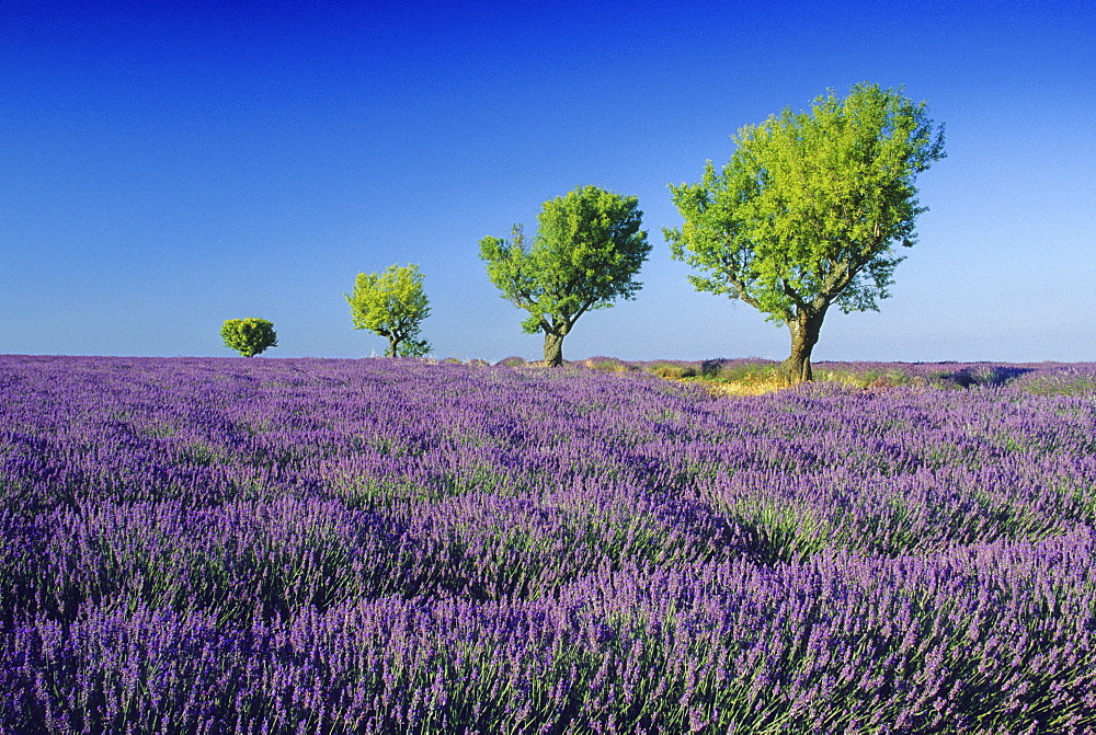 Almond trees in lavender field nder blue sky, Plateau de Valensole, Alpes de Haute Provence, Provence, France, Europe