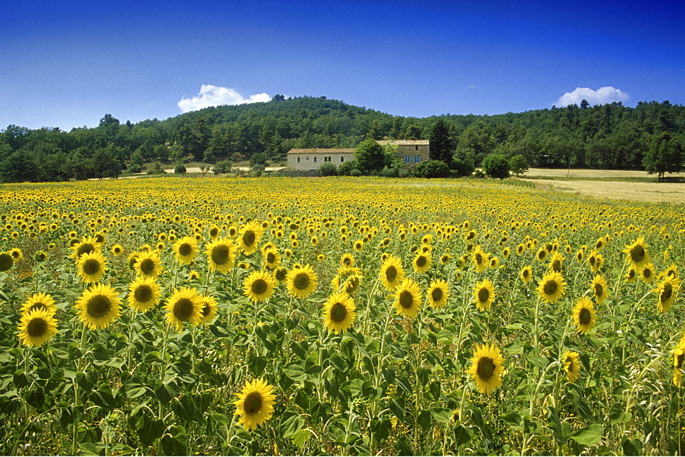Field with sunflowers under blue sky, Plateau de Valensole, Alpes de Haute Provence, Provence, France, Europe