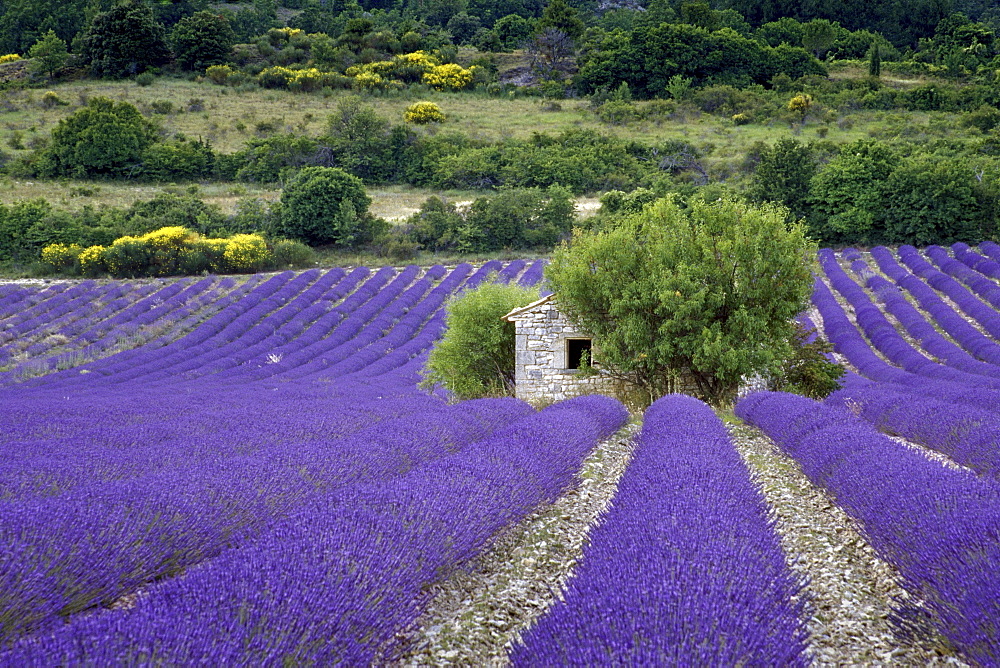 Hut in a lavender field, Vaucluse, Provence, France, Europe