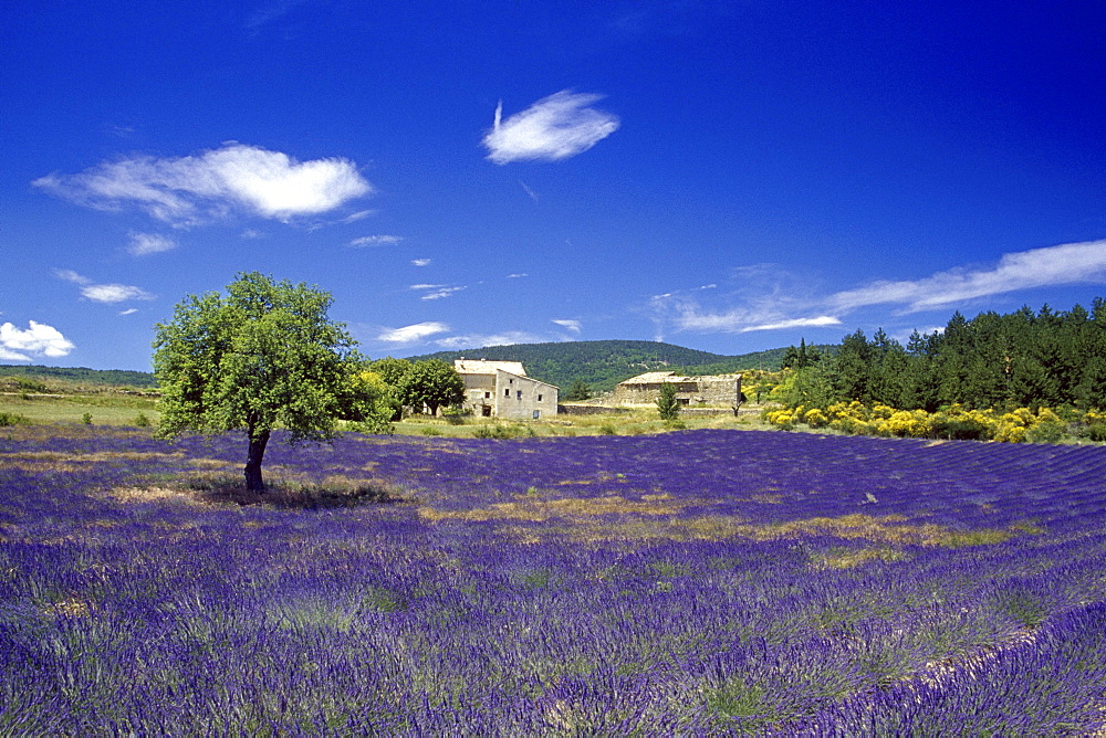 Farm and lavender field under blue sky, Vaucluse, Provence, France, Europe