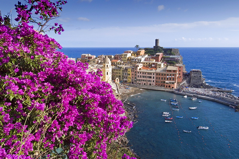 View to Vernazza, bougainvillea in the foreground, Vernazza, Cinque Terre, La Spezia, Liguria, Italian Riviera, Italy, Europe