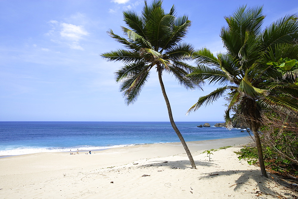 Palm trees at the deserted beach in the sunlight, Aguadilla, Puerto Rico, Carribean, America