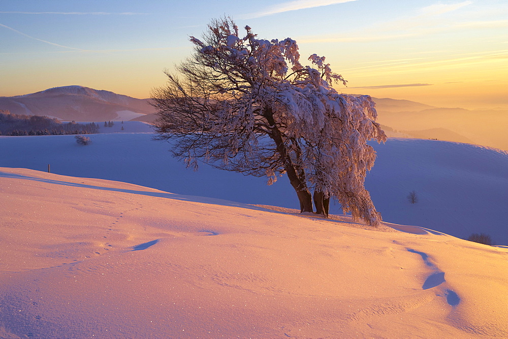 Winter's evening on the Schauinsland, Sunset, Beech formed by storm, Black Forest, Baden-Wuerttemberg, Germany, Europe