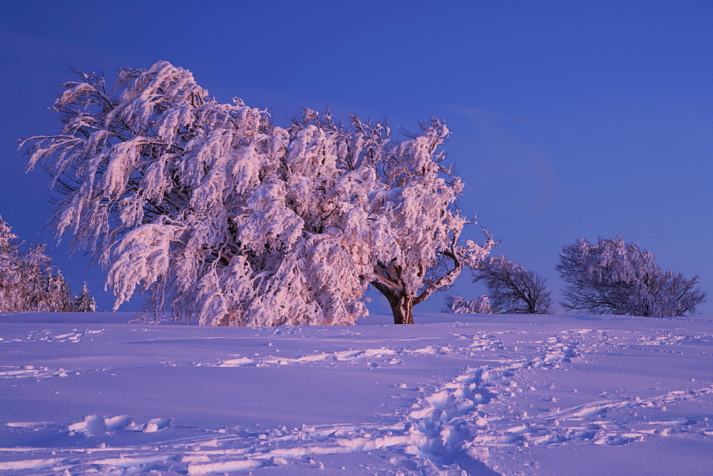 Winter's evening on the Schauinsland, After sunset, Beech formed by storm, Black Forest, Baden-Wuerttemberg, Germany, Europe