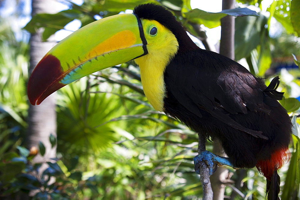 Keel-billed toucan, State of Quintana Roo, Peninsula Yucatan, Mexico