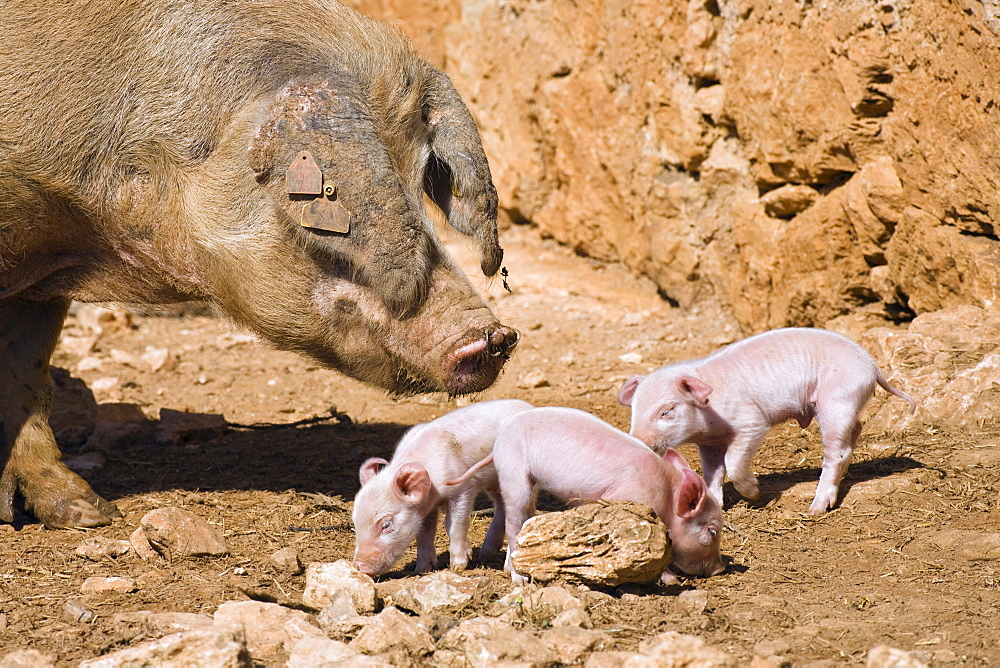 Domestic pig with piglets in the sunlight, Mallorca, Balearic Islands, Spain, Europe