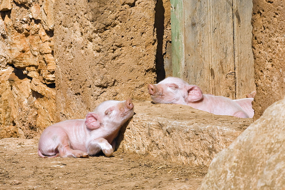 Two sleeping piglets, Mallorca, Balearic Islands, Spain, Europe