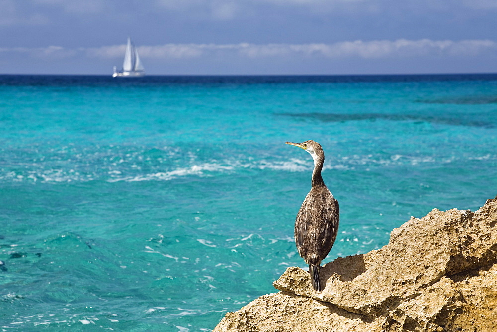 Juvenile Shag on a rock at the sea, Phalacrocorax aristotelis, Mallorca, Spain, Europe