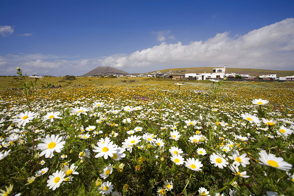 Flower meadow in Spring, Caldera Colorada, extinct volcano, La Florida, village near Masdache, UNESCO Biosphere Reserve, Lanzarote, Canary Islands, Spain, Europe