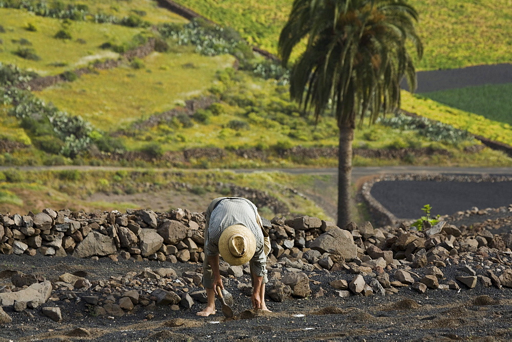 Farmer planting plants in lapilli fields, agriculture, Valle de Temisa, near Tabayesco, UNESCO Biosphere Reserve, Lanzarote, Canary Islands, Spain, Europe