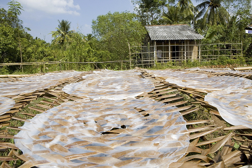 Rice paper production, rice paper drying up in the sunlight, Mekong Delta, Can Tho Province, Vietnam, Asia