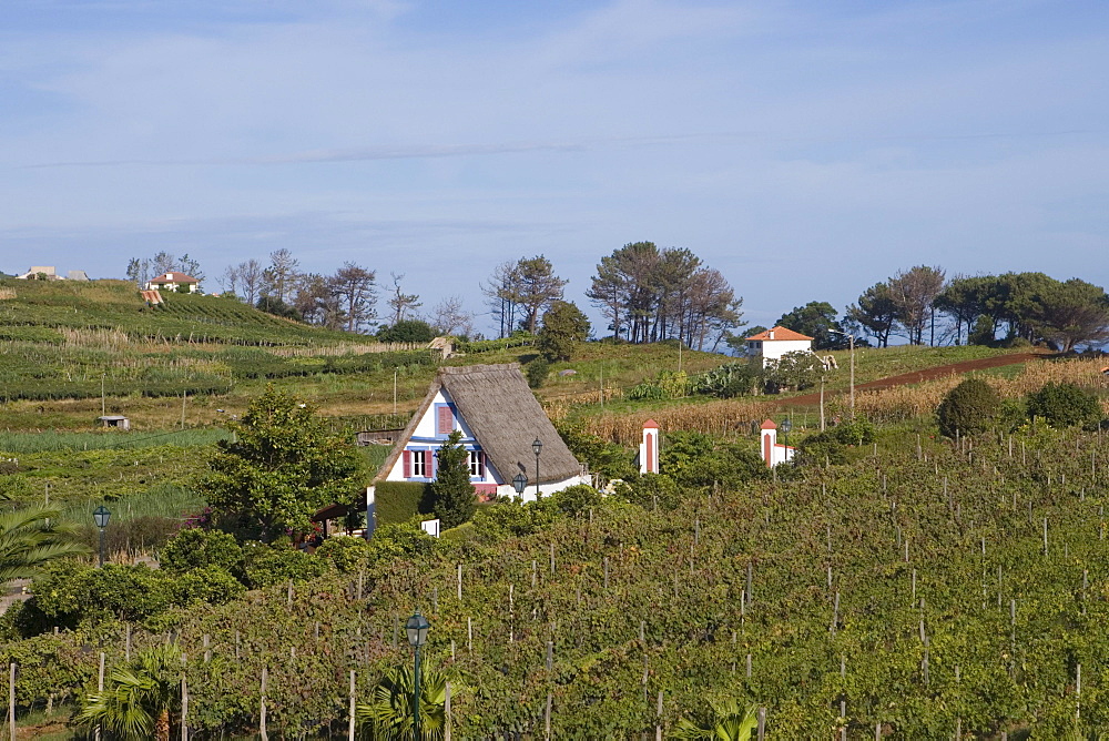 Traditional Madeiran A-Framed Palheiro house with straw roof in Quinta do Furao Hotel Vineyard, Santana, Madeira, Portugal