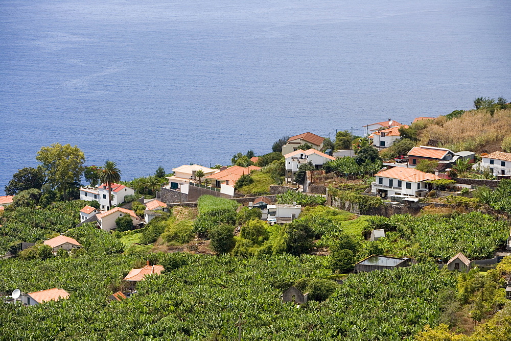 Houses amidst a banana plantation, Madalena do Mar, Madeira, Portugal