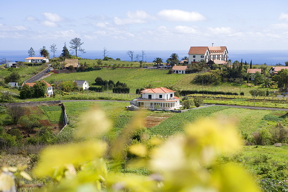 Vineyard and Quinta do Furao Hotel, Santana, Madeira, Portugal