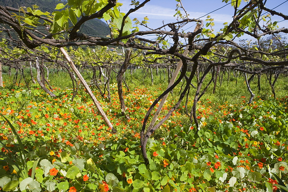 Nasturtium Field in Vineyard, Cruzinhas, Madeira, Portugal