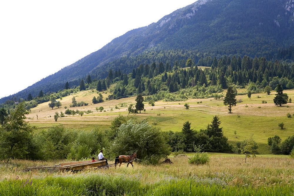 Gypsies on a horse-drawn carriage on the foot of the Piatra Craiuli Mountain range, Transylvania, Carpathian Mountains, Romania, Europe