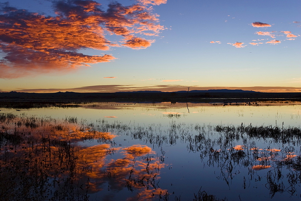 Bosque del Apache Wildlife Refuge, New Mexico, USA